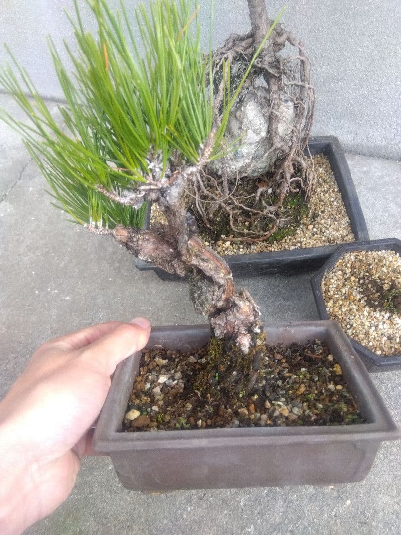 五葉松　錦松　黒松　3株セット❗　は