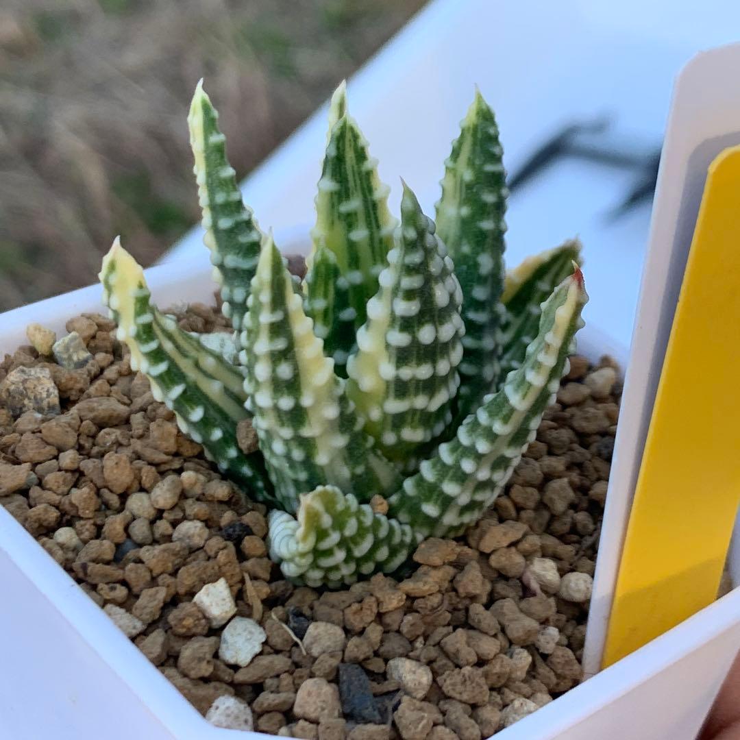 多肉植物 ハオルチア 涙の玉錦 極上株