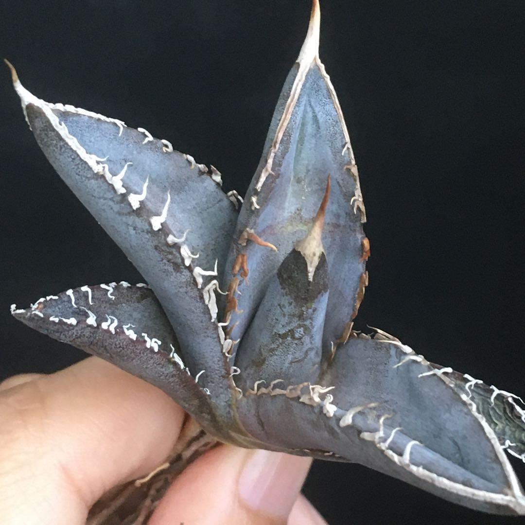 【稀少・高騰品種】白銀金剛 アガベ チタノタ Silver King Kong