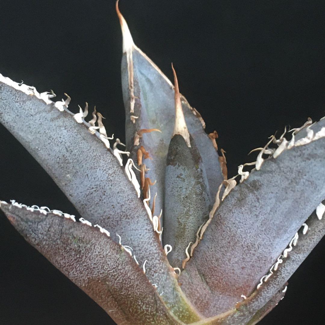 【稀少・高騰品種】白銀金剛 アガベ チタノタ Silver King Kong