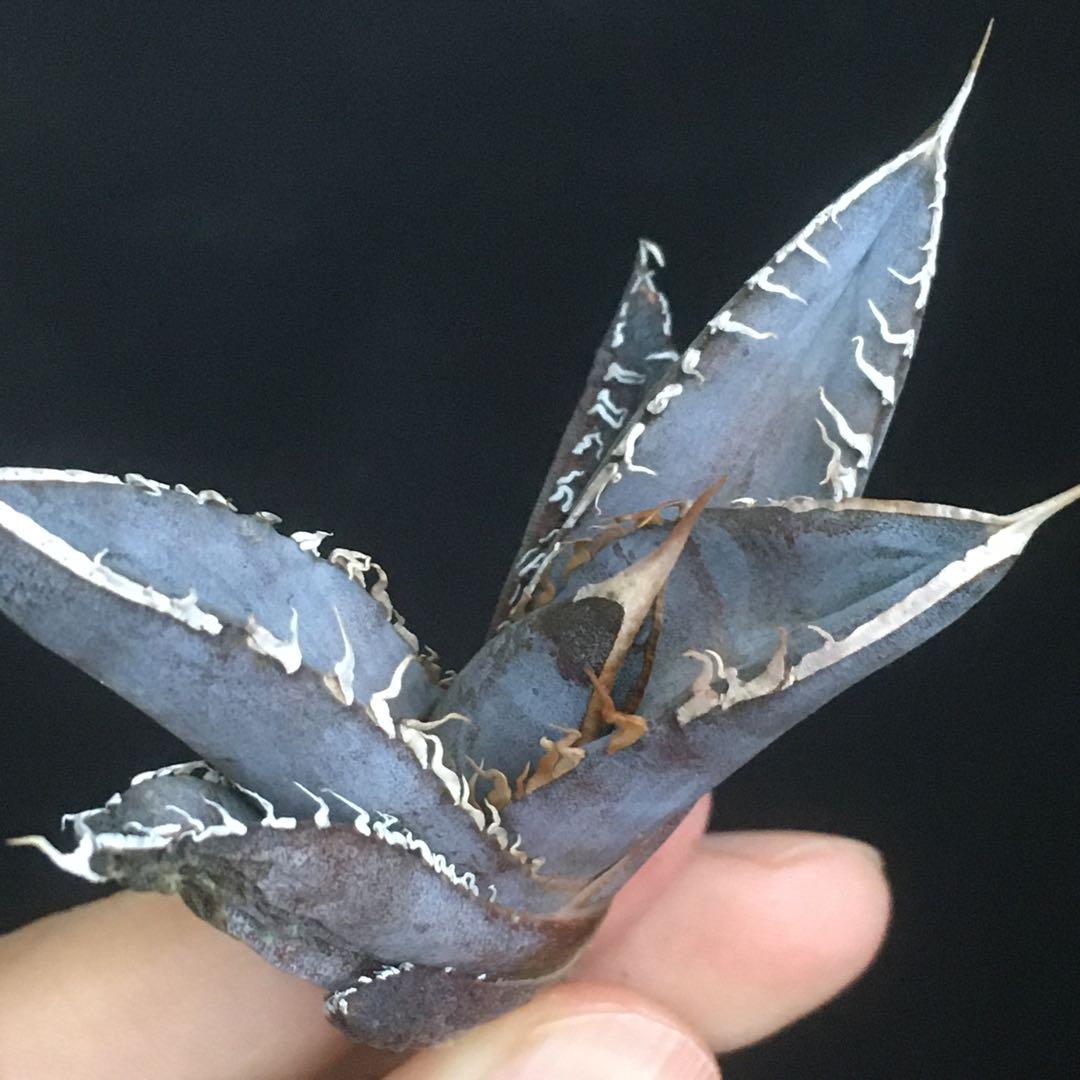 【稀少・高騰品種】白銀金剛 アガベ チタノタ Silver King Kong