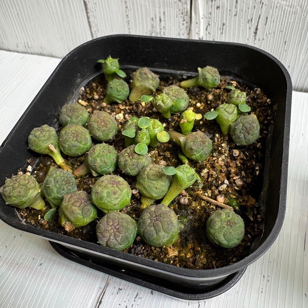 【全31株】実生　ユーフォルビア　オベサ　自家採取　親株写真有り