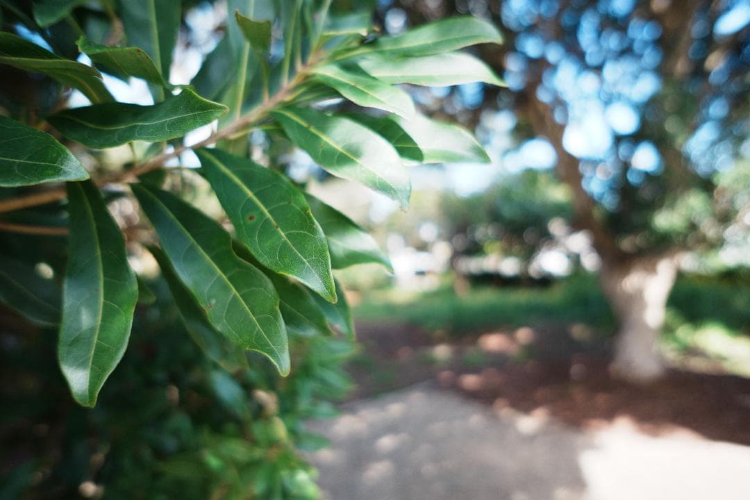 超広角＆魚眼セット　SONY SEL16F28+ワイド、フィッシュコンバーター