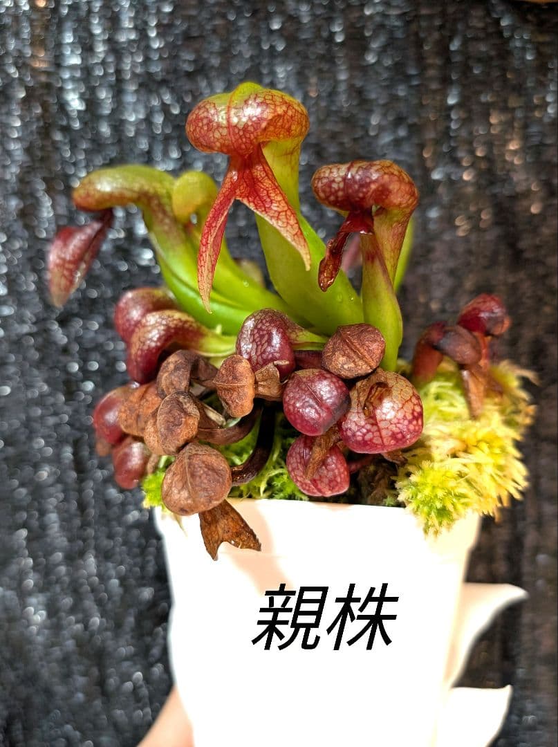 狩*登様 食虫植物 ダーリングトニア・カリフォルニカ 【速達】