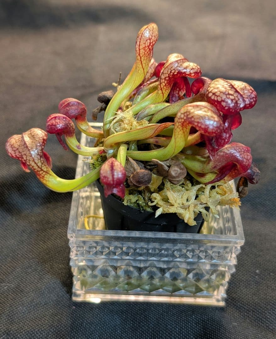 狩*登様 食虫植物 ダーリングトニア・カリフォルニカ 【速達】