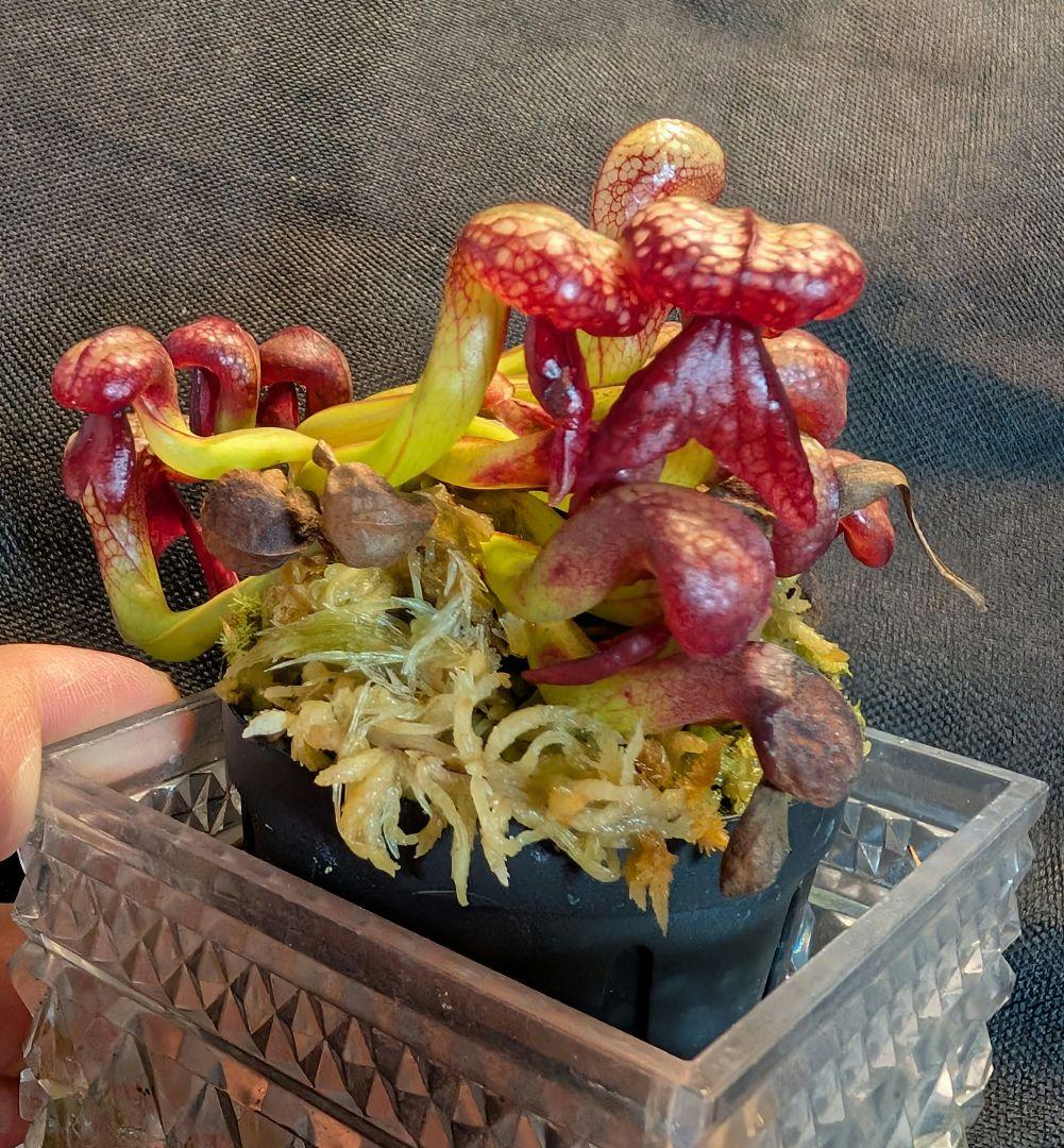 狩*登様 食虫植物 ダーリングトニア・カリフォルニカ 【速達】