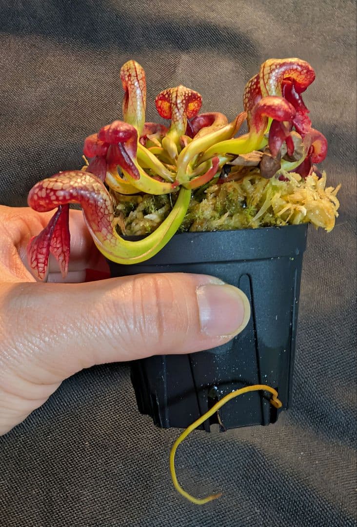 狩*登様 食虫植物 ダーリングトニア・カリフォルニカ 【速達】