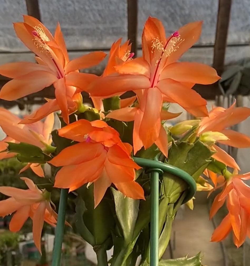 【クラウン】シャコバサボテン　赤羽＋黄羽＋バハ 　接木