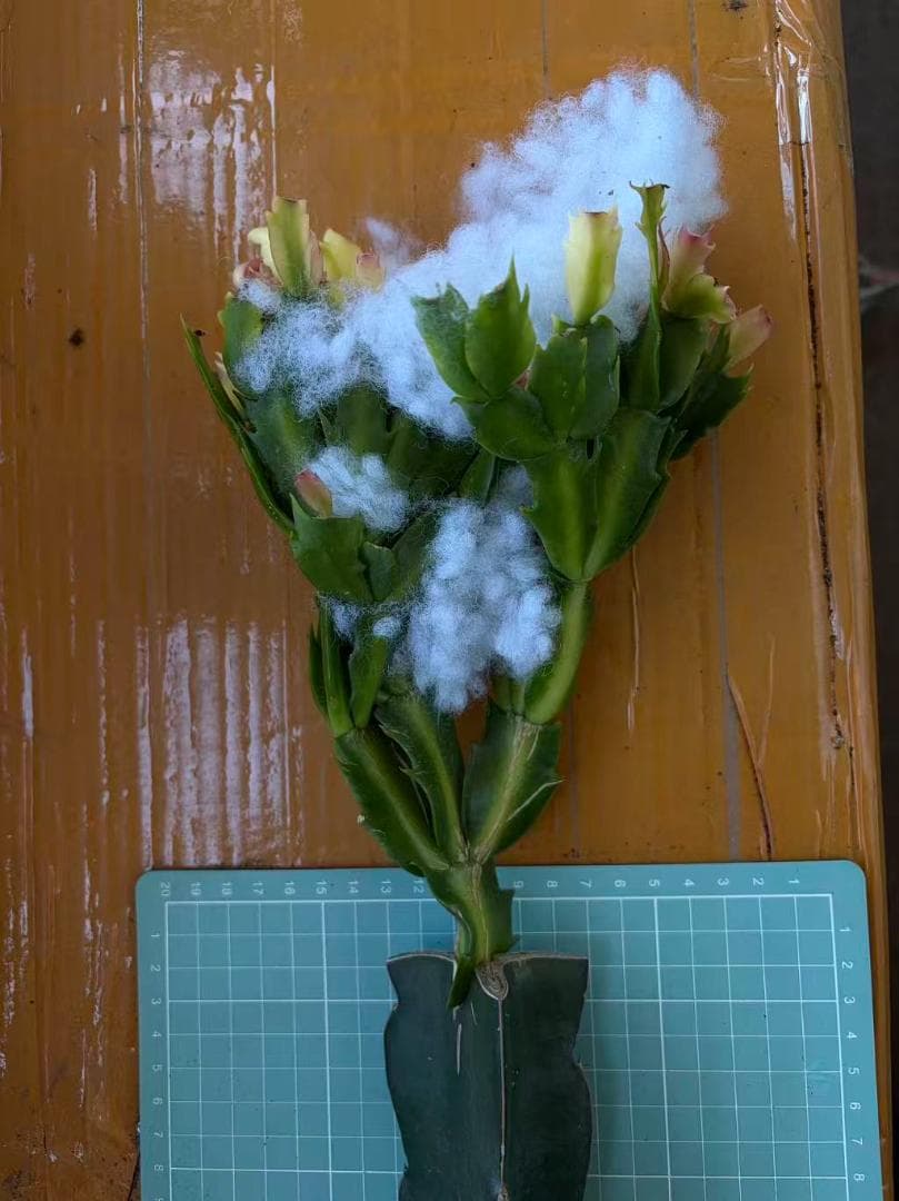 【クラウン】シャコバサボテン　赤羽＋黄羽＋バハ 　接木