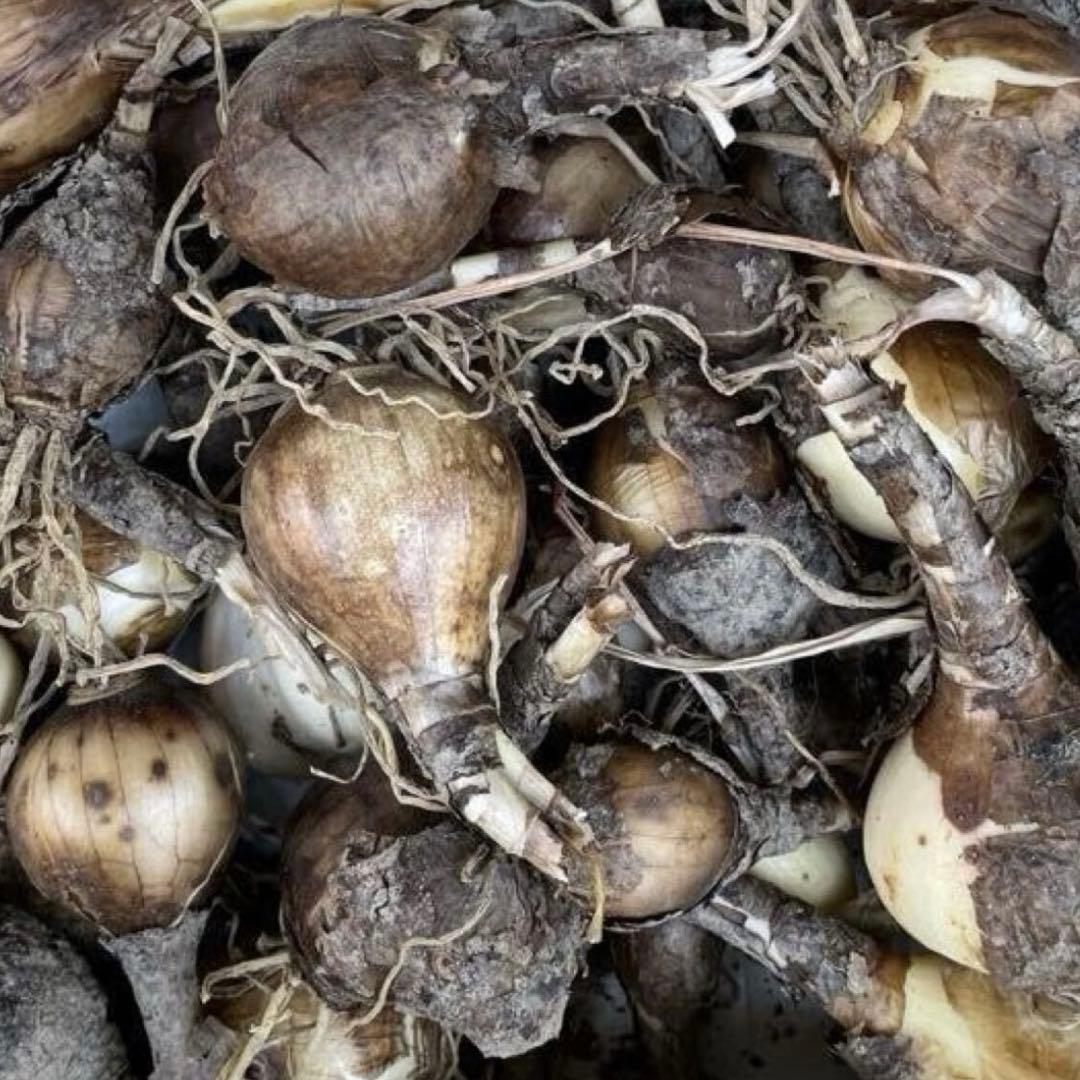 ふかちん　2セット