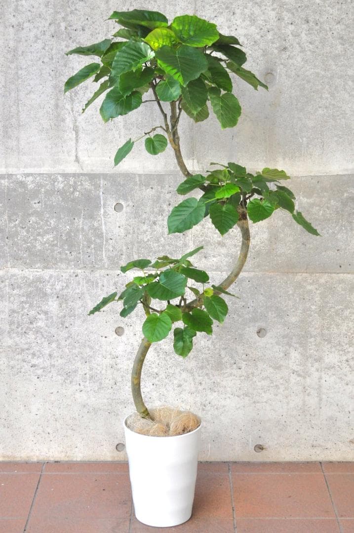 フィカス ウンベラータ 145cm 8号