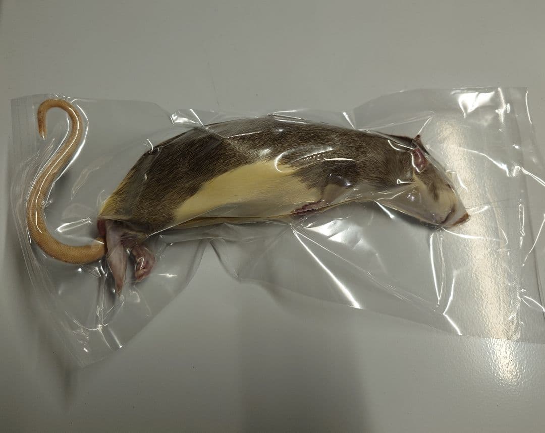 冷凍ラット 70~85g 30匹セット