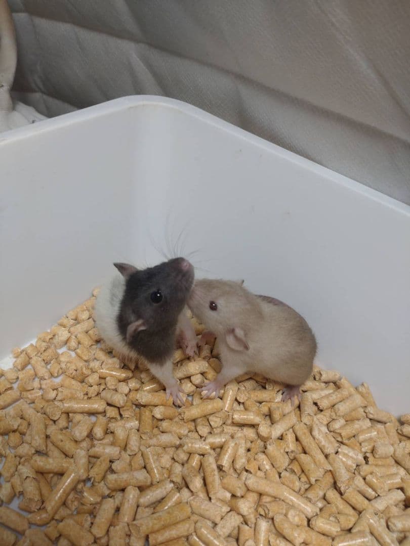 冷凍ラット 70~85g 30匹セット