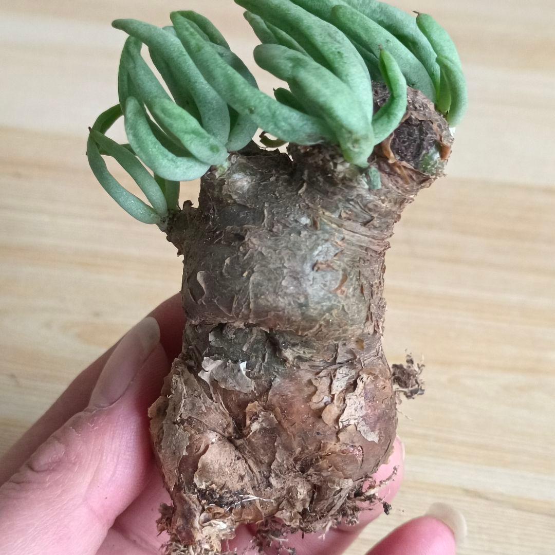 421塊根植物 チレコドン ペアルソニー 白象ベアルート株 万物想 特選大株