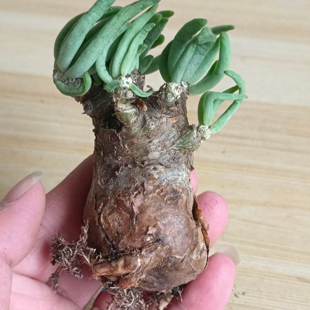 421塊根植物 チレコドン ペアルソニー 白象ベアルート株 万物想 特選大株