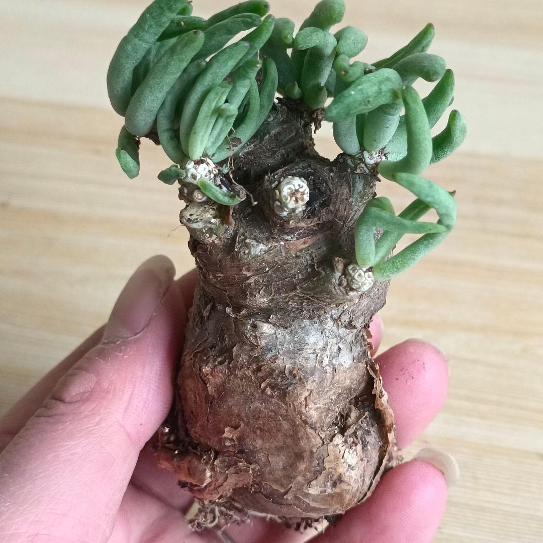 421塊根植物 チレコドン ペアルソニー 白象ベアルート株 万物想 特選大株