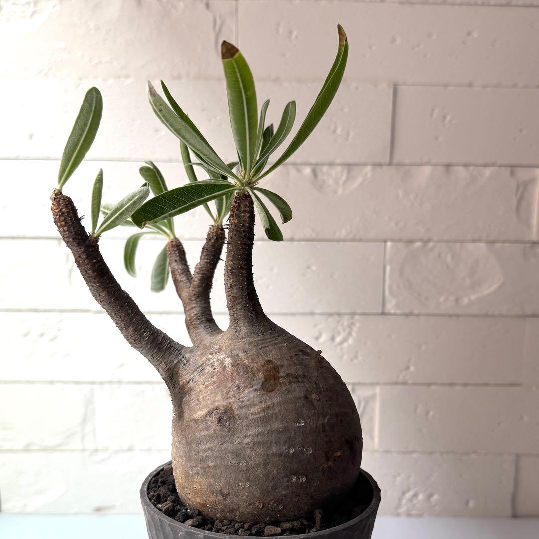 PG38 パキポディウム グラキリス 発根済 現地株