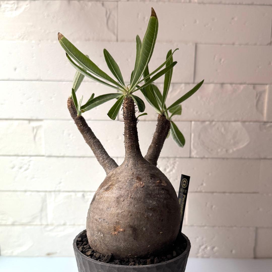 PG38 パキポディウム グラキリス 発根済 現地株