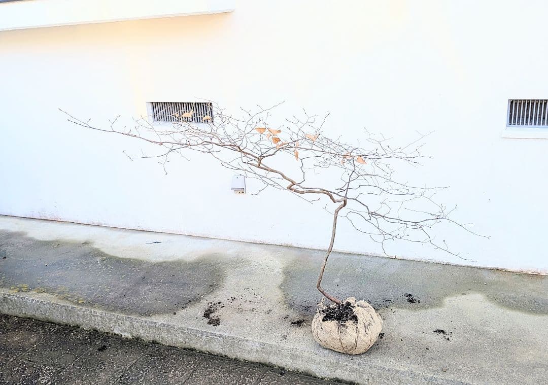 唯一。山採りヤマコウバシ。