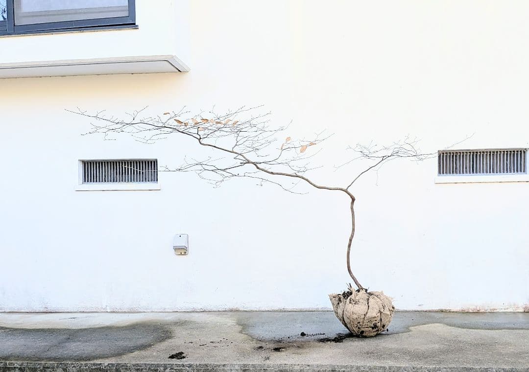 唯一。山採りヤマコウバシ。