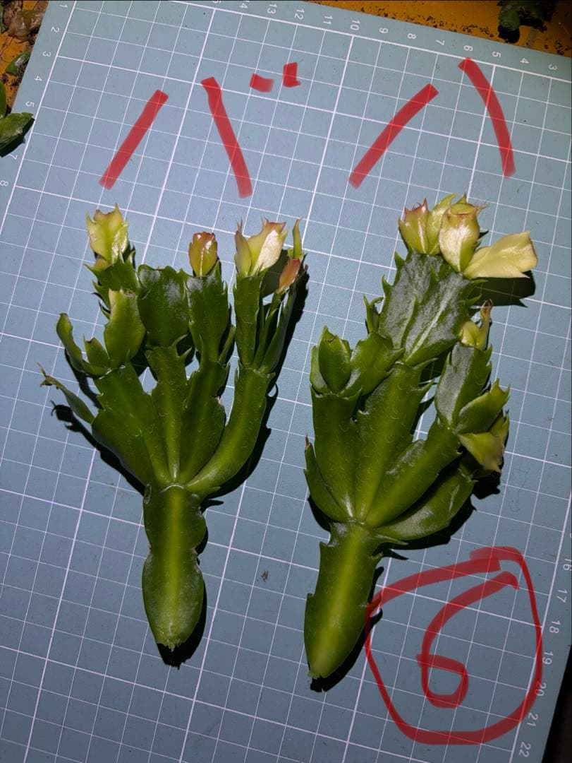 デンマークカクタス シャコバサボテン　赤羽 　葉挿し　1473