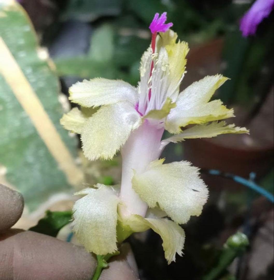 デンマークカクタス シャコバサボテン　赤羽 　葉挿し　1473