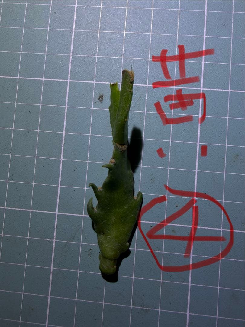 デンマークカクタス シャコバサボテン　赤羽 　葉挿し　1473