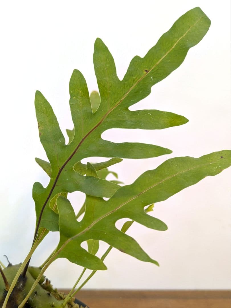 レカノプテリス カルノーサ ミナハサ マナド ノース スラウェシ アリ植物