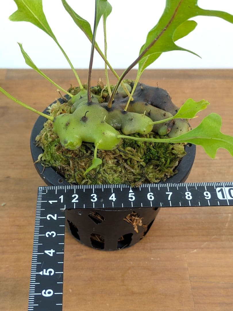 レカノプテリス カルノーサ ミナハサ マナド ノース スラウェシ アリ植物