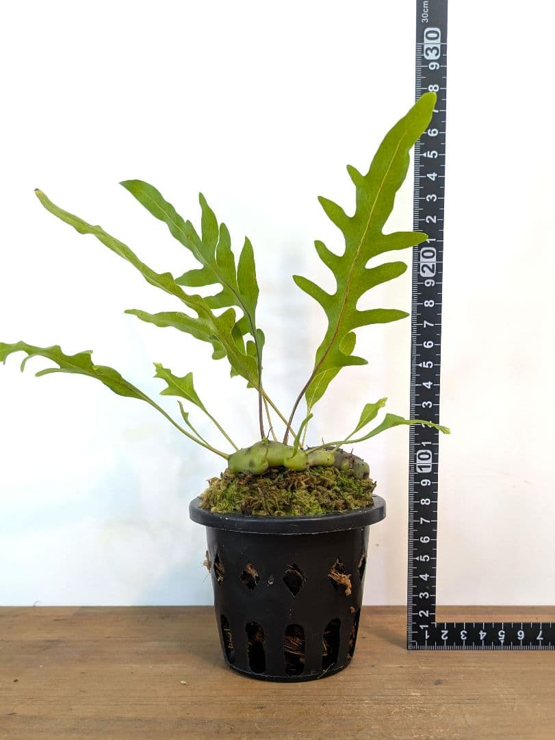 レカノプテリス カルノーサ ミナハサ マナド ノース スラウェシ アリ植物