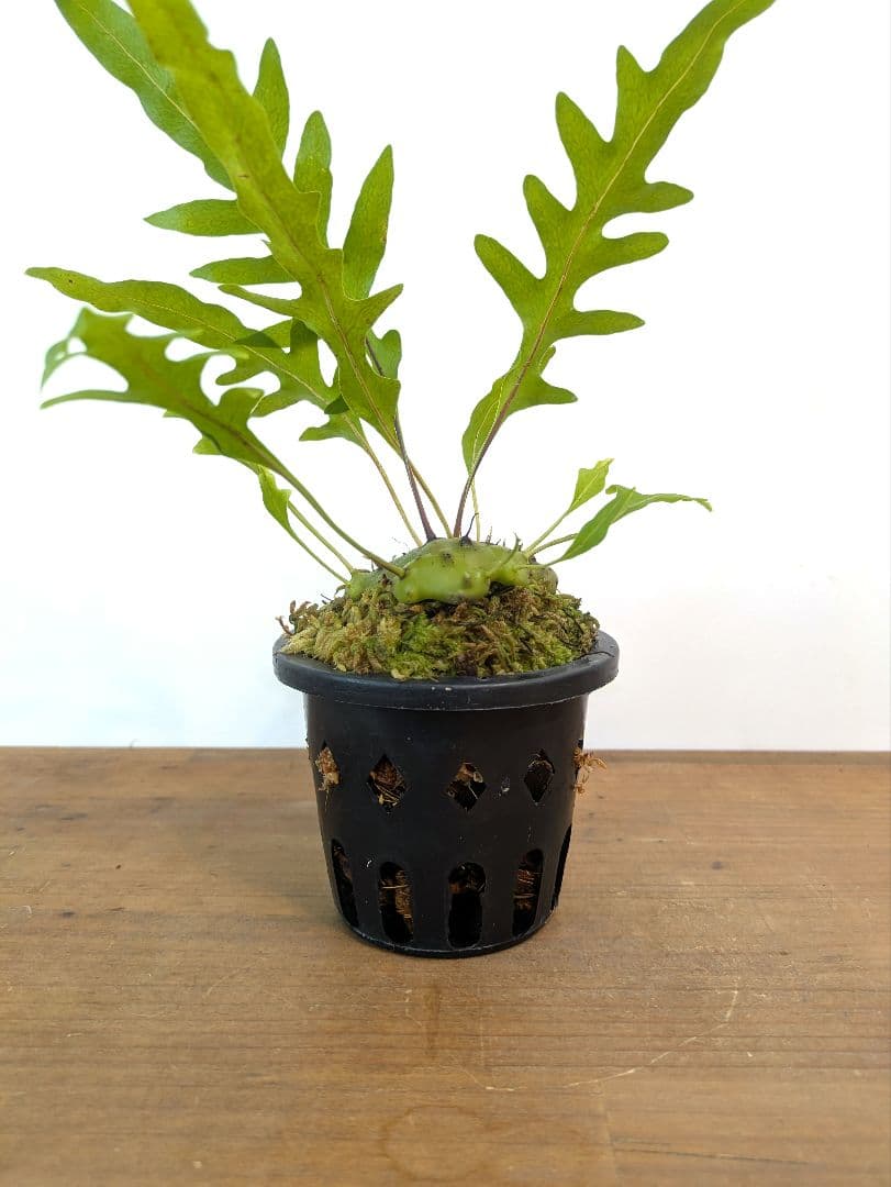 レカノプテリス カルノーサ ミナハサ マナド ノース スラウェシ アリ植物