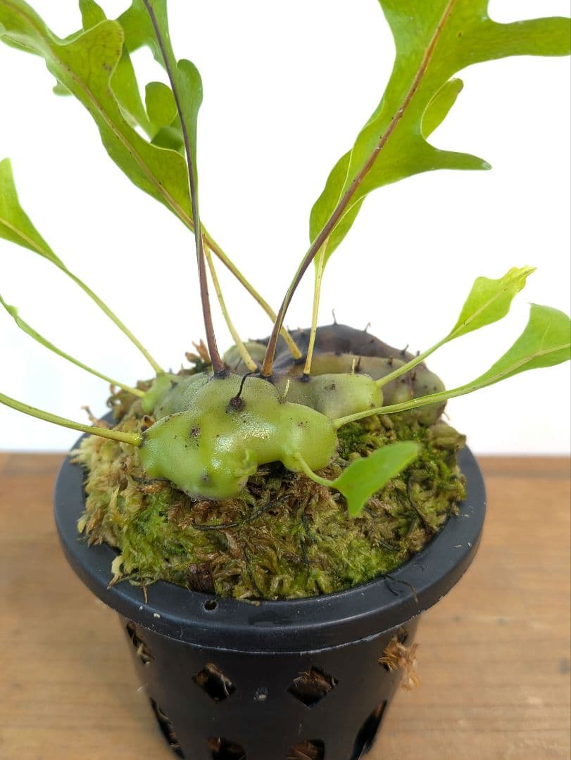 レカノプテリス カルノーサ ミナハサ マナド ノース スラウェシ アリ植物