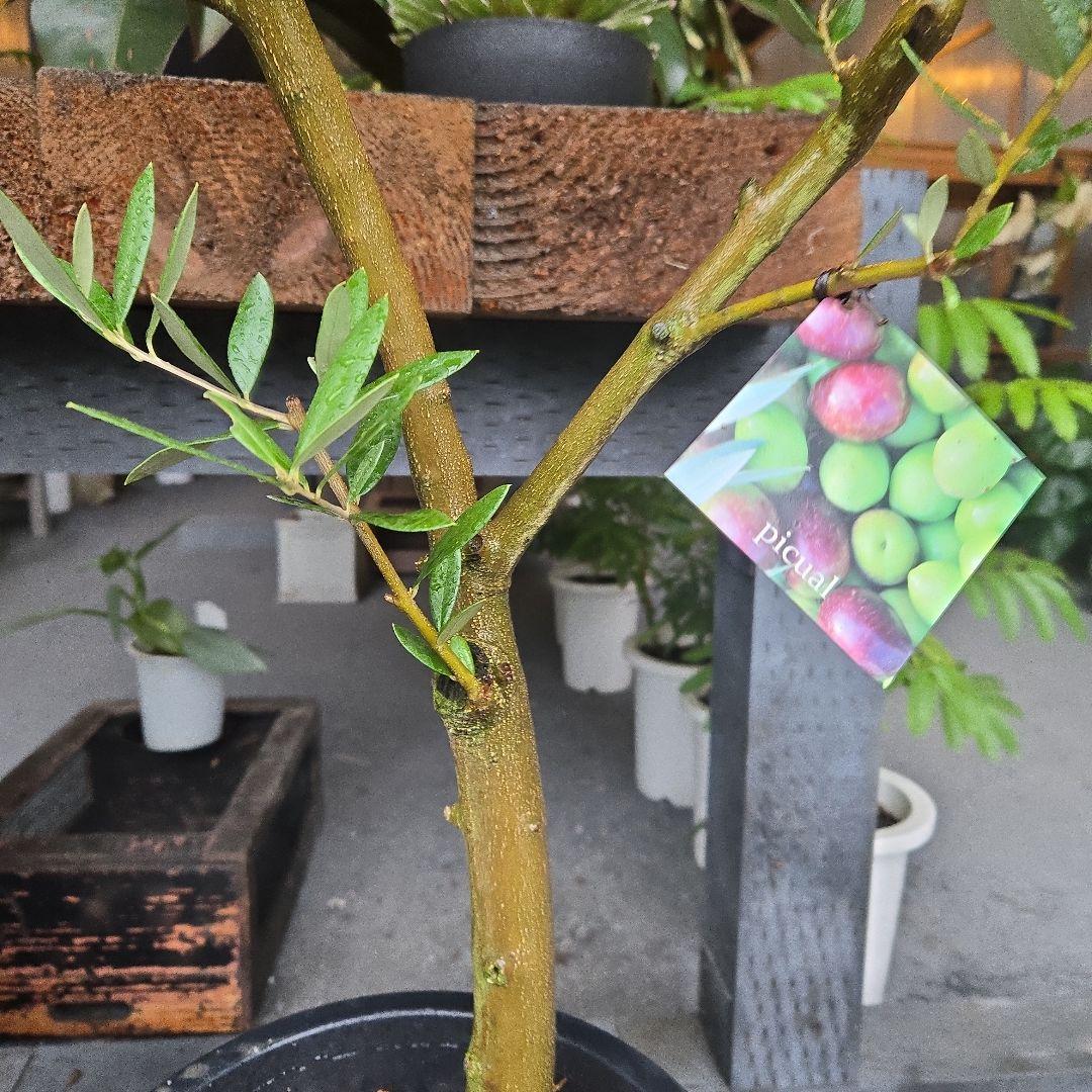 ⑭　オリーブの木souju　8号 「ピクアル」特大苗木最高等級極上品‼️