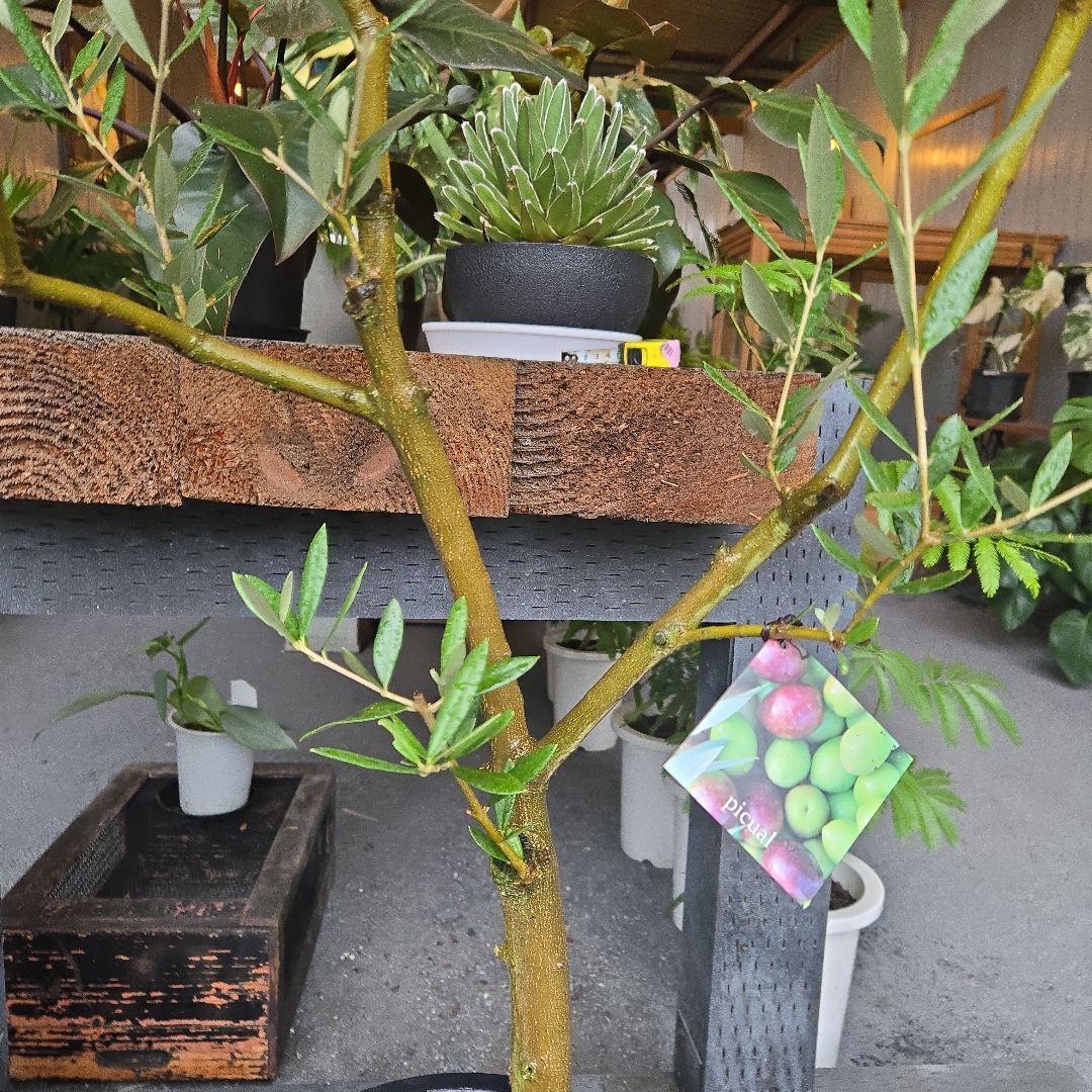 ⑭　オリーブの木souju　8号 「ピクアル」特大苗木最高等級極上品‼️