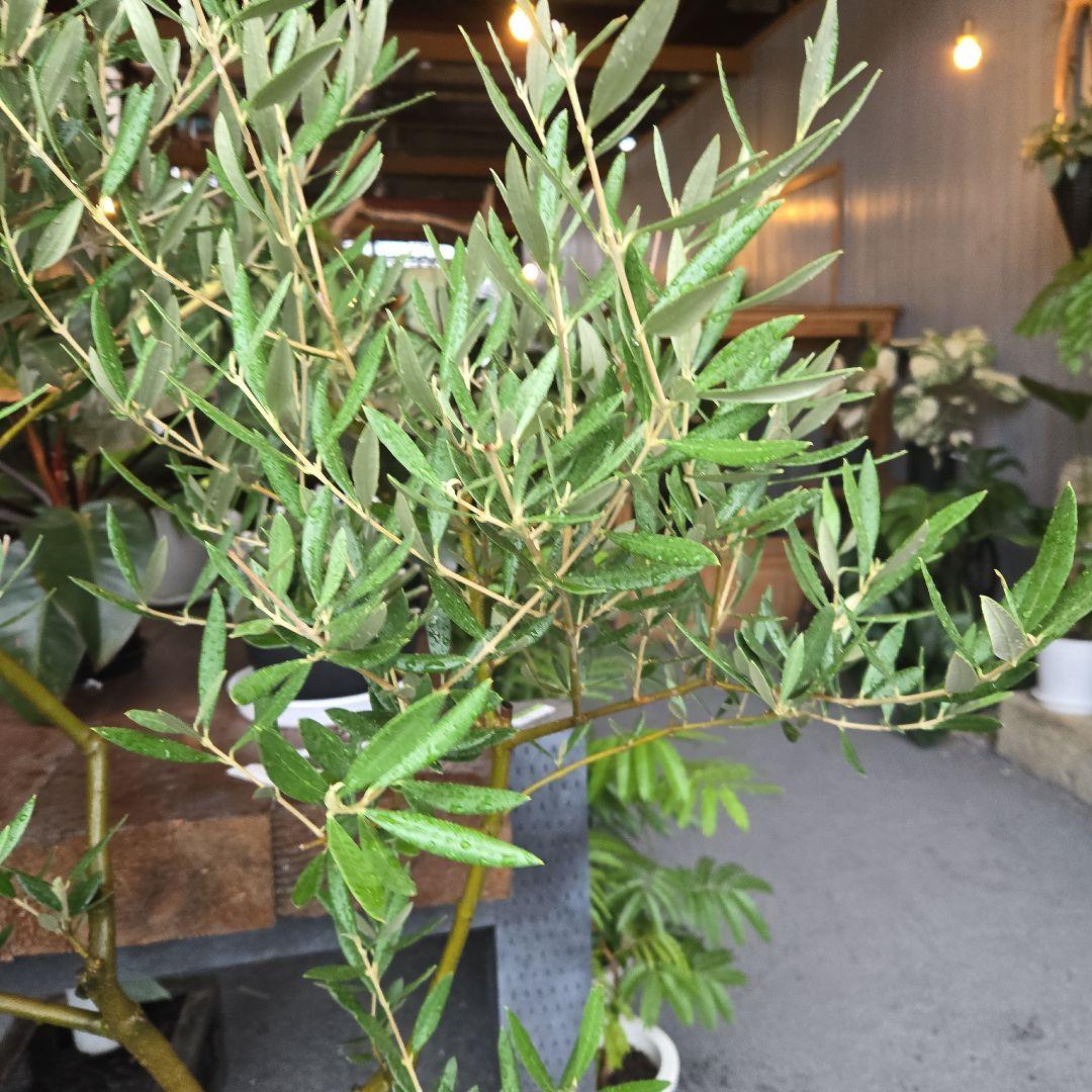 ⑭　オリーブの木souju　8号 「ピクアル」特大苗木最高等級極上品‼️