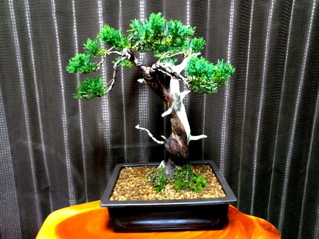 【中品　糸魚川真柏盆栽】　⭕太幹、古木…新春セール❗ ★期間限定価格★