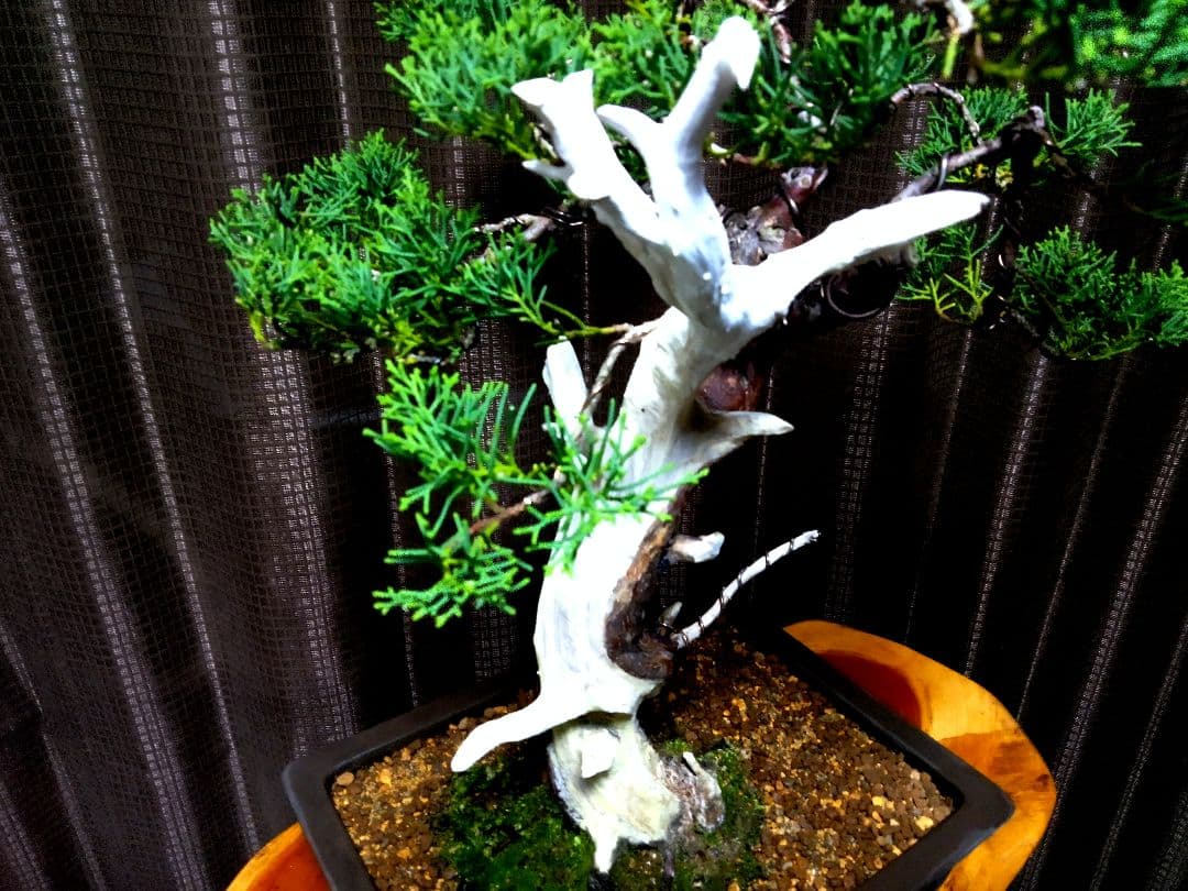 【中品　糸魚川真柏盆栽】　⭕太幹、古木…新春セール❗ ★期間限定価格★