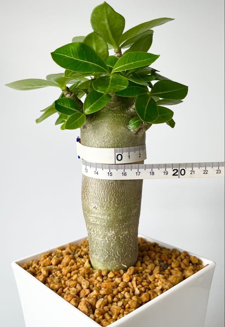 コロ助【激レア】アデニウム アラビカム ゴジ バオバブタイプ 鉢植え