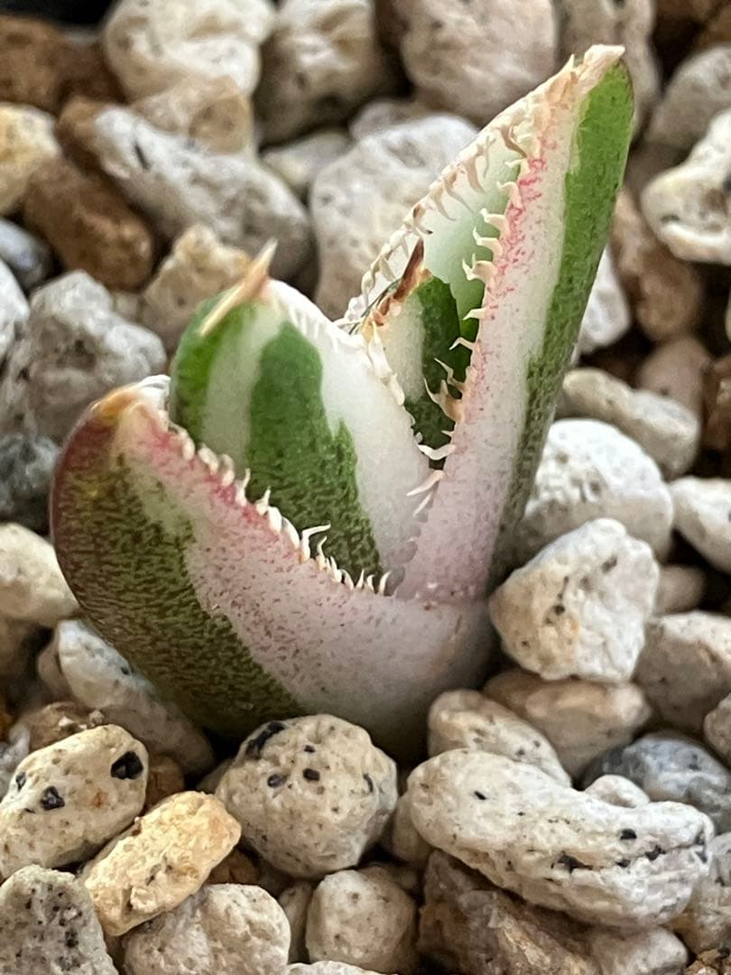 【初売り】34 安定株　速達　アガベ　チタノタ　豆豆龍錦　覆輪斑　TC