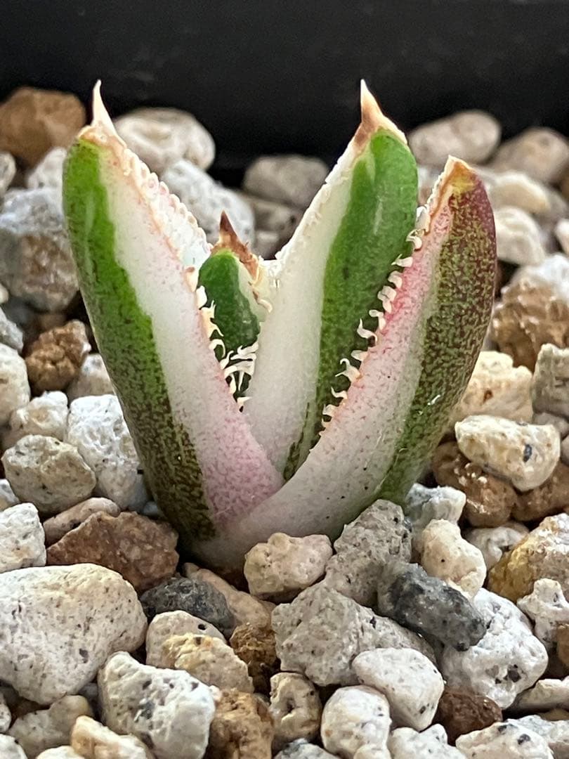 【初売り】34 安定株　速達　アガベ　チタノタ　豆豆龍錦　覆輪斑　TC