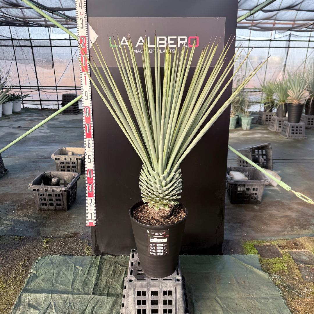 P*W様 【AL1127】ユッカ　リギダ