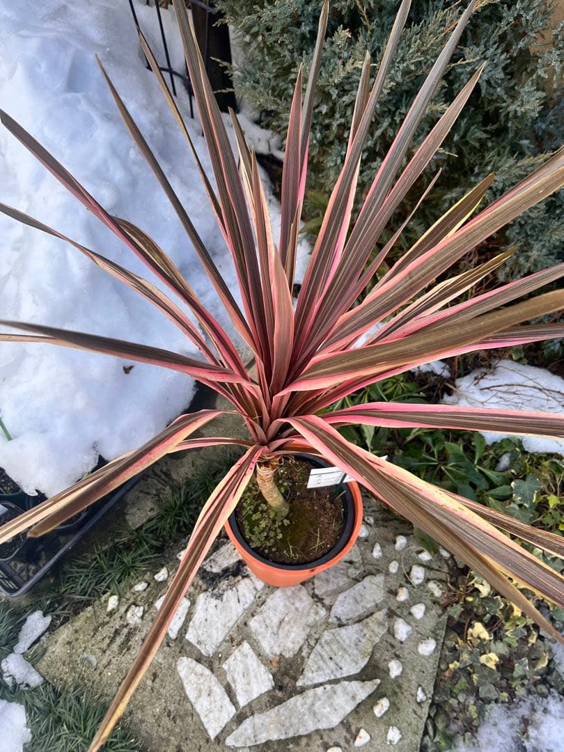 コルジリネ　サウザンスプレンダー♥️ 特特大苗木　オージープランツ