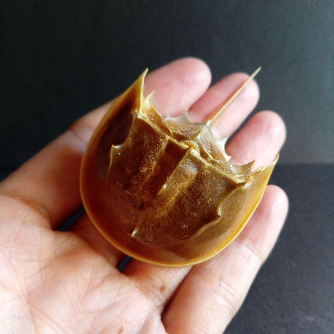 骨格標本　カブトガニ　「生きた化石」　三葉虫