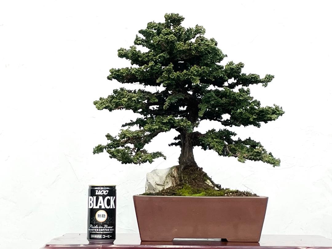 三河盆栽　石付きセッカヒノキ　盆栽