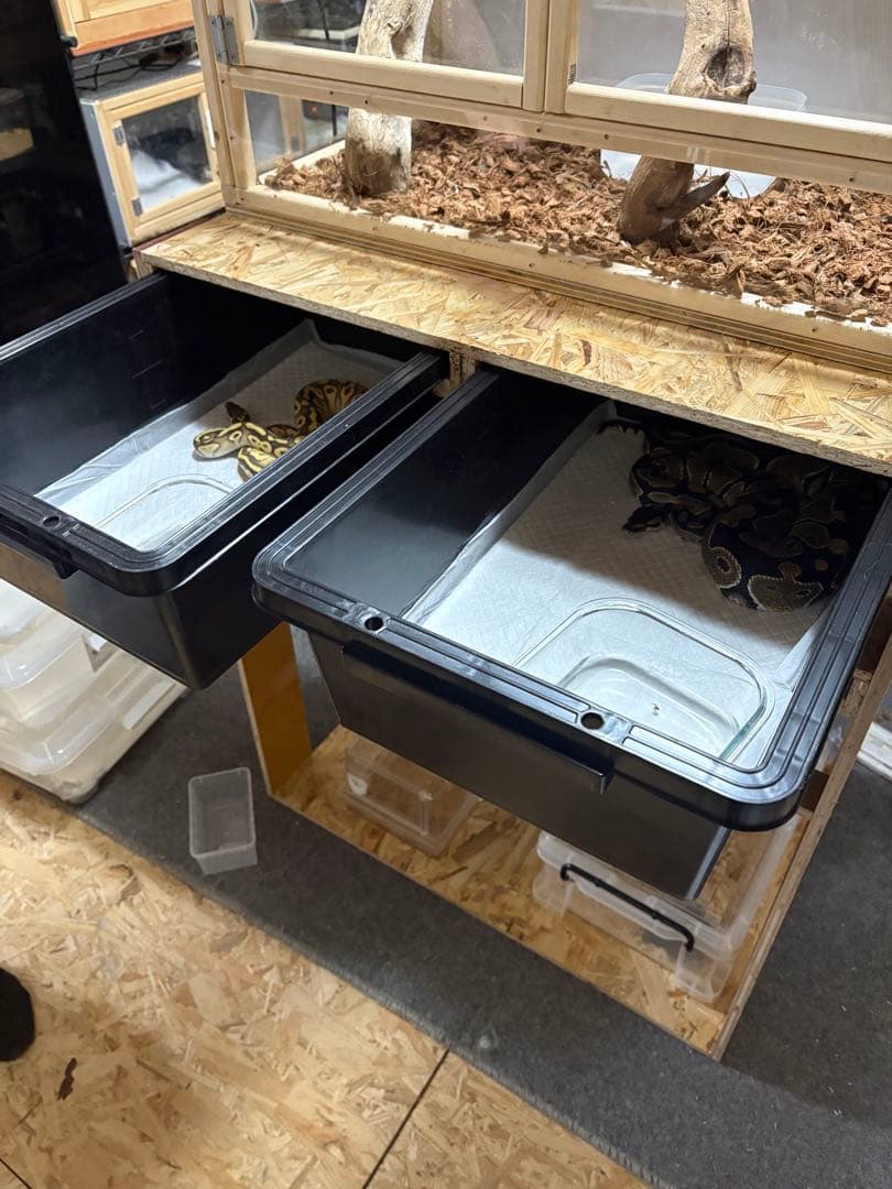 スネークラック　オーダー　受付用　爬虫類　ボールパイソン　ケージ
