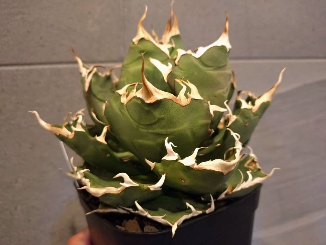 アガベ　チタノタクレイジー　ボール型