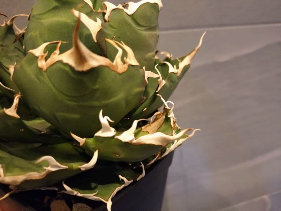 アガベ　チタノタクレイジー　ボール型