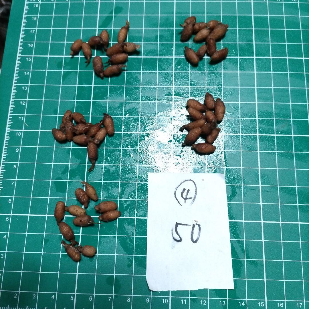 kimie chen　並　200個