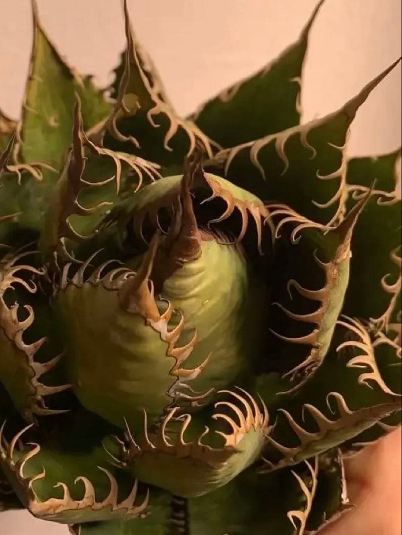 アガベ ホリダ　US株 コレクション　ロックガーデン　陽炎　ワイルド　USA