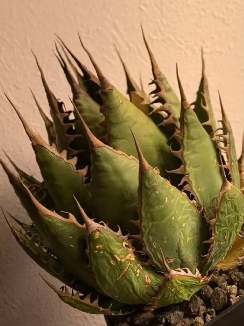 アガベ ホリダ　US株 コレクション　ロックガーデン　陽炎　ワイルド　USA